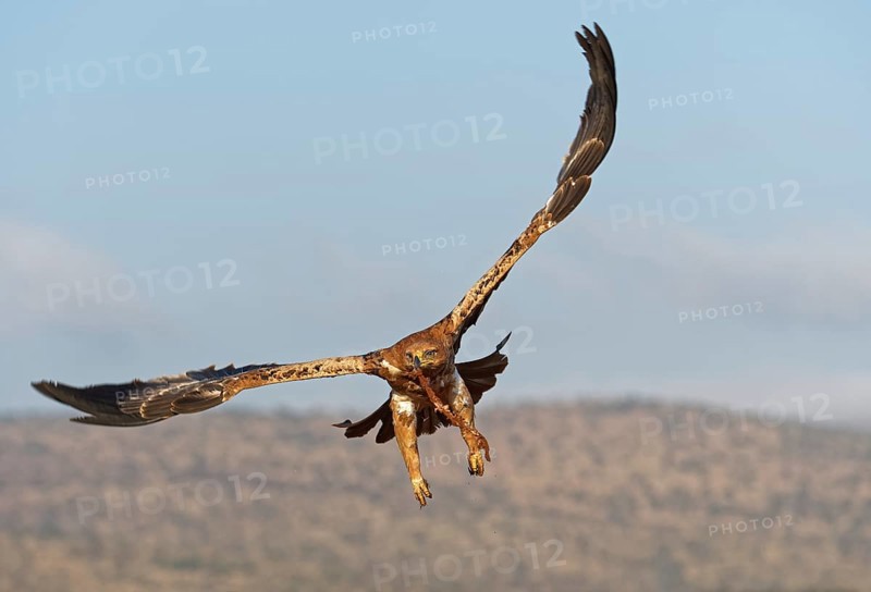 Tawny eagle
