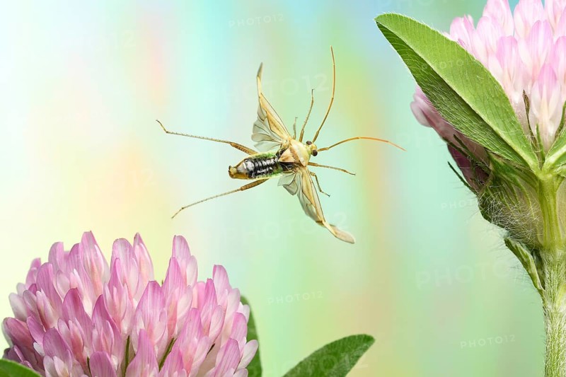 Common green capsid