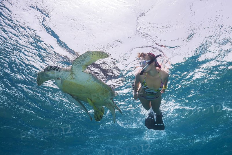 Woman with mask and fins snorkling with Green Sea Turtle