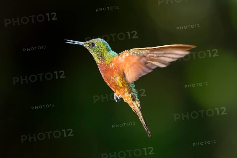 Chestnut-breasted coronet
