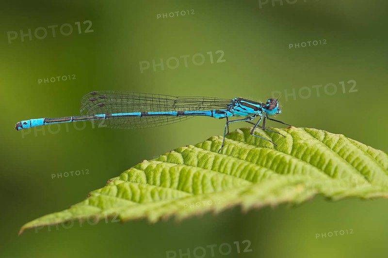 Male azure damselfly