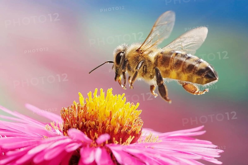 Western or European honey bee