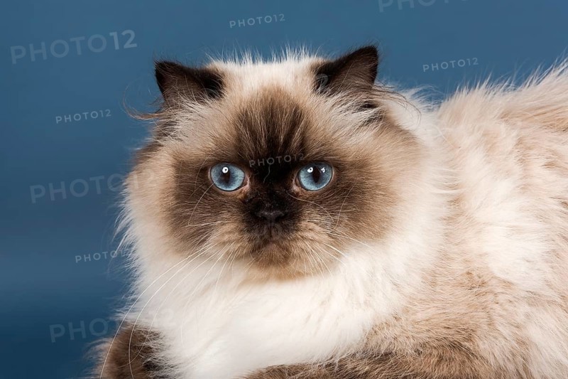 British longhair cat