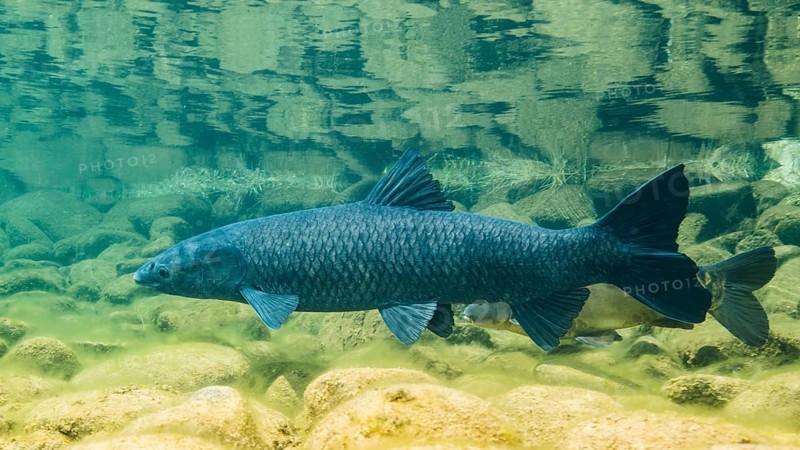 Black carp