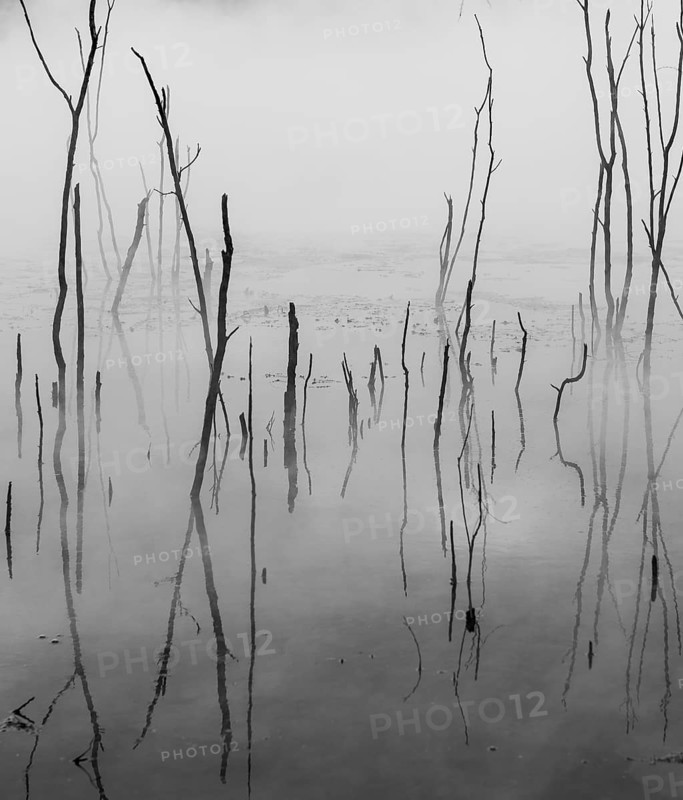 Dead branches reflected on steaming water