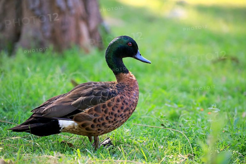 Chestnut-breasted teal