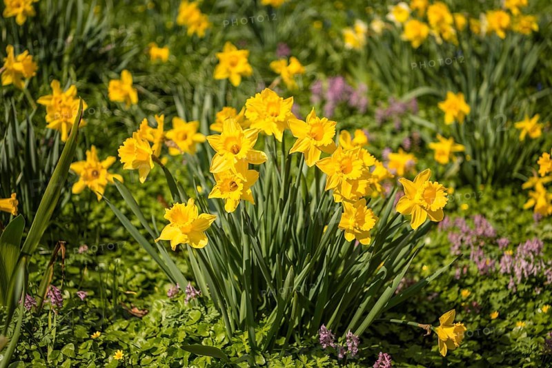 Wild daffodils