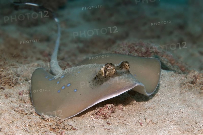 Bluespotted stingray
