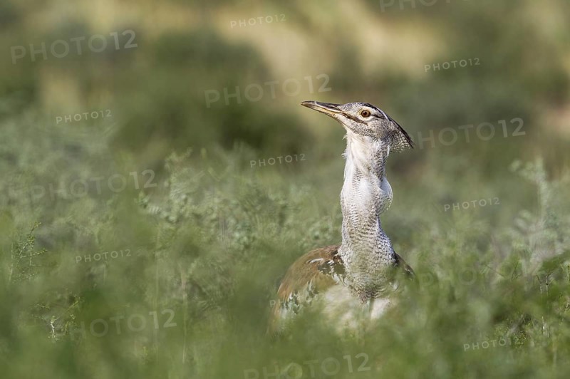Kori Bustard