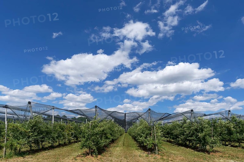 Pear plantation with hails net