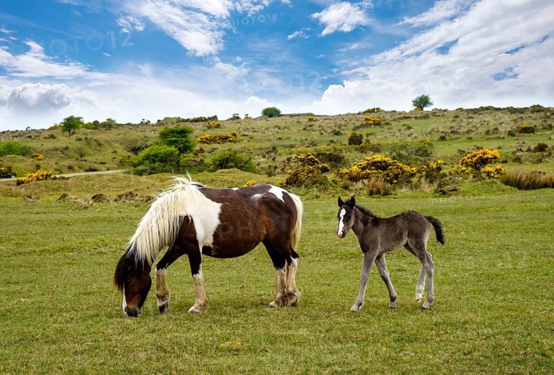 Foal and mare