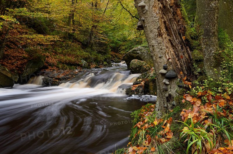 Stream of the Hoegne in autumn