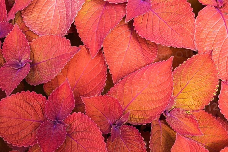 Coleus nettle