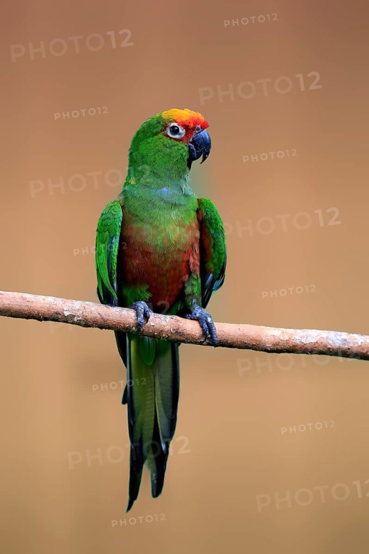 Orange-fronted parakeet
