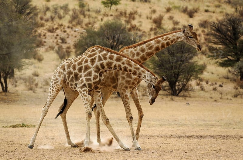 Southern Giraffe