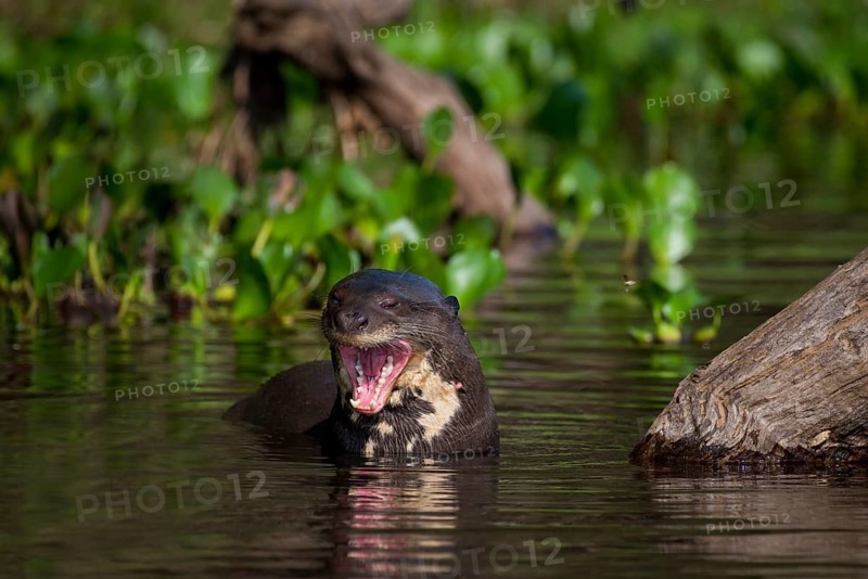 Giant otter
