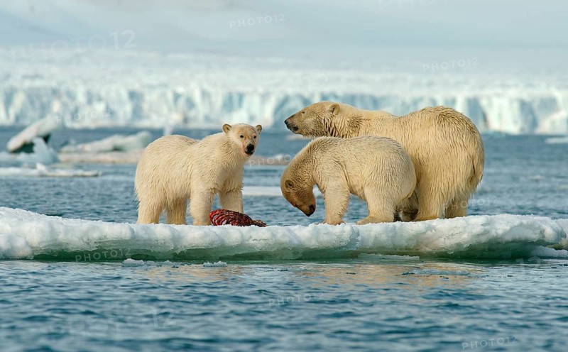 Polar bears