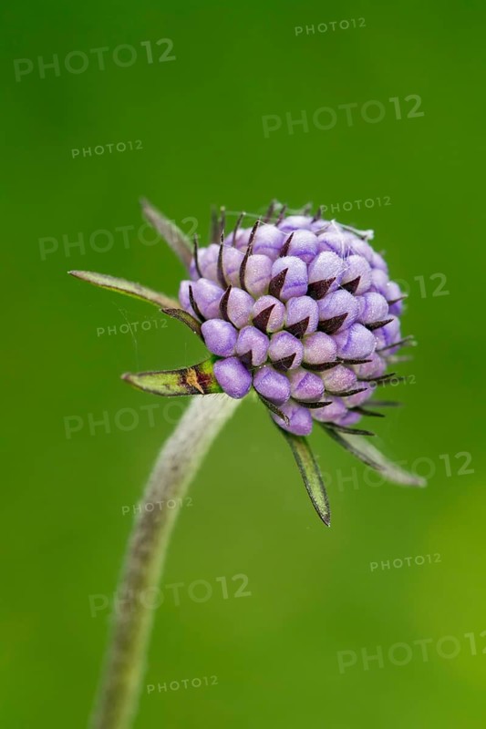Devil's-bit scabious
