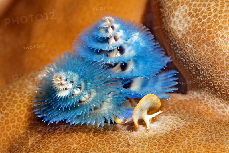 Christmas tree worm
