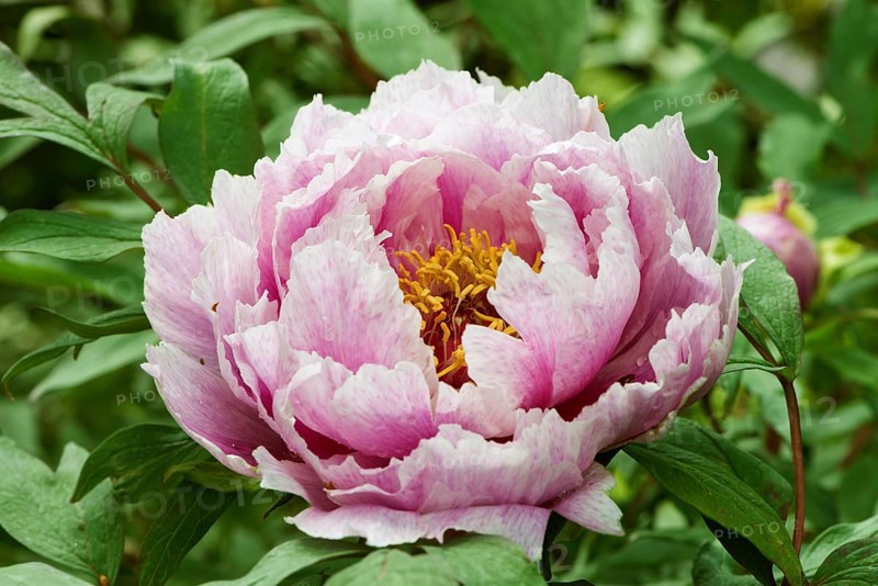 Tree peony