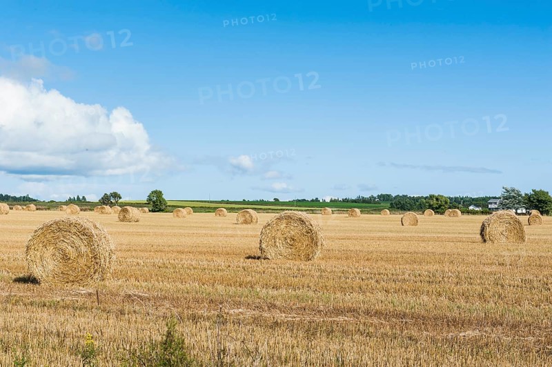 Harvested wheat field with bales of straw