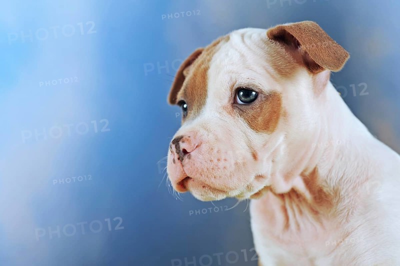 American Staffordshire Terrier