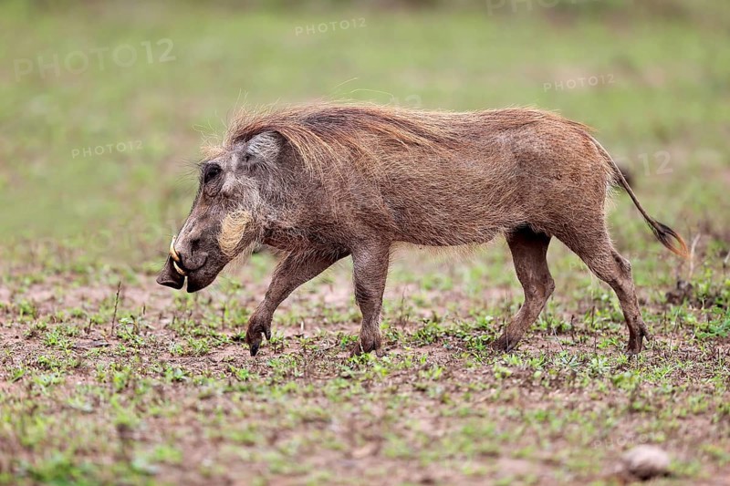 Warthog