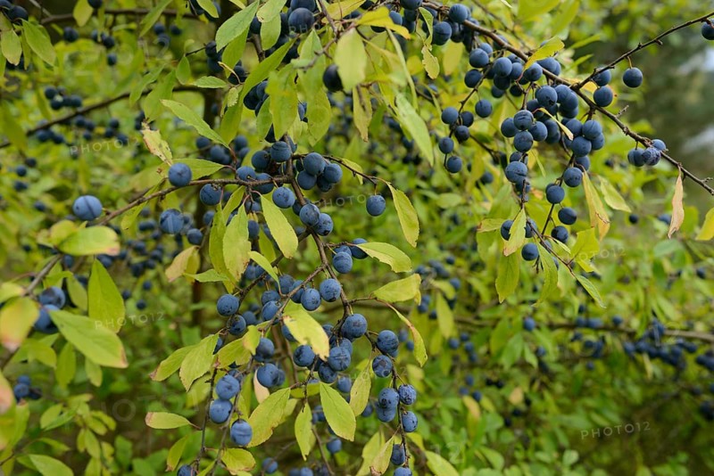 Blackthorn