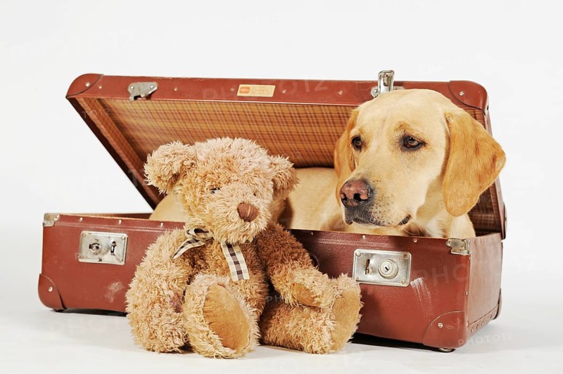 Labrador Retriever