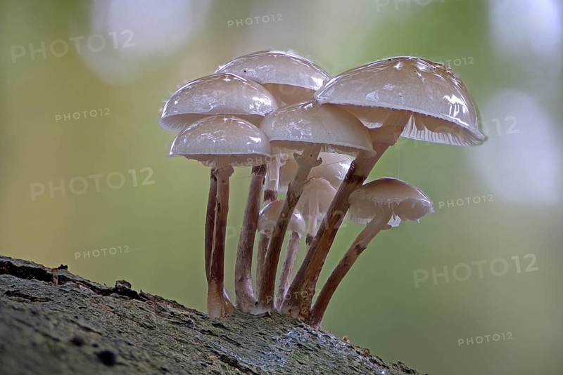 Porcelain fungi
