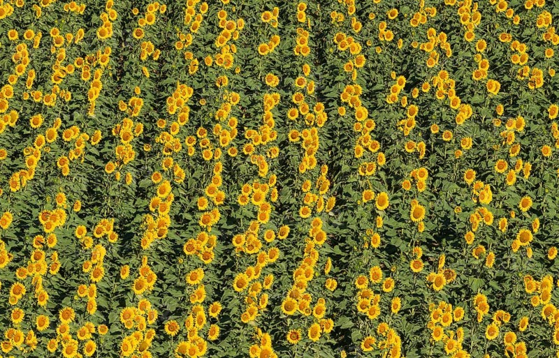 Sunflowers