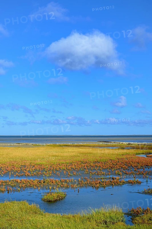 Glasswort