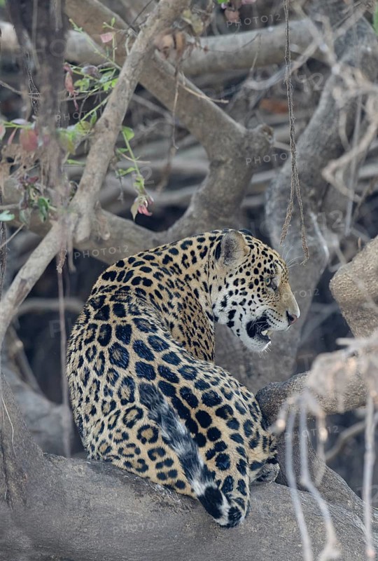 Young Jaguar
