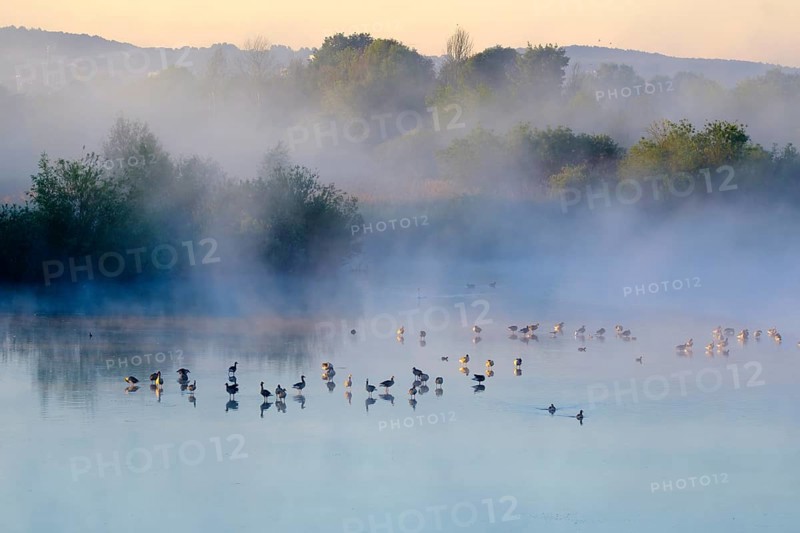 Fog in the sunrise