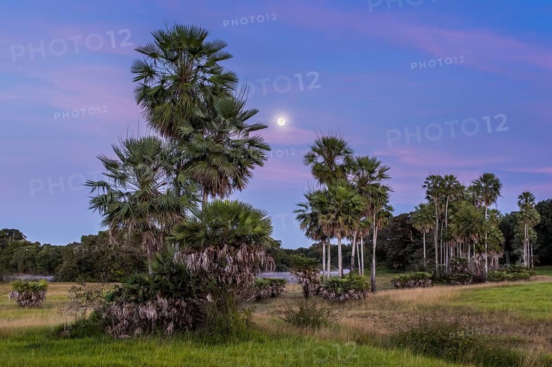 Landscape with moriche palm trees in the southern Pantanal