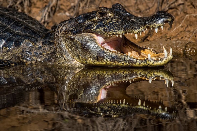 Yacare Caiman