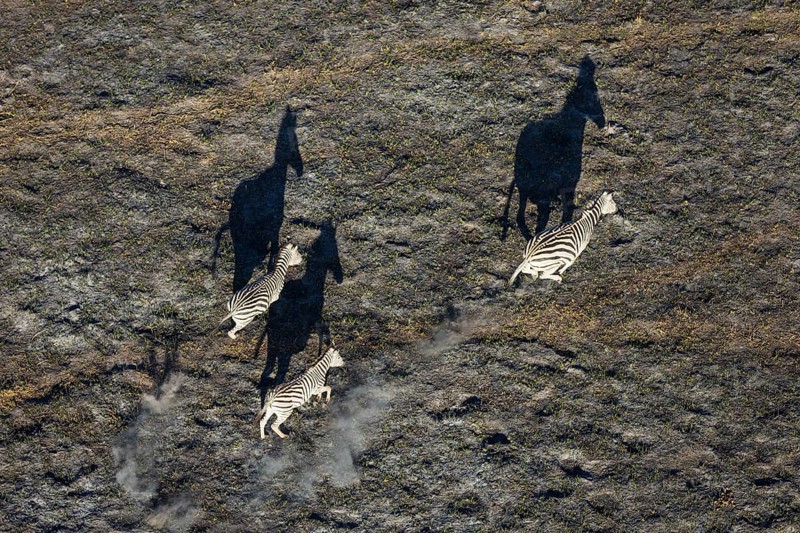 Burchell's Zebra