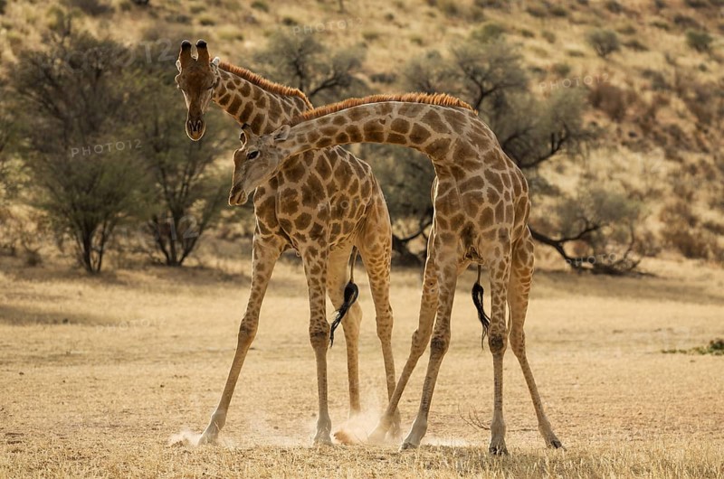 Southern Giraffe