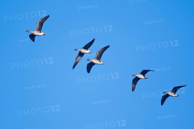 Bean Geese