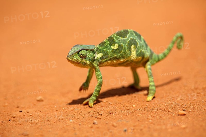 Flap-necked chameleon