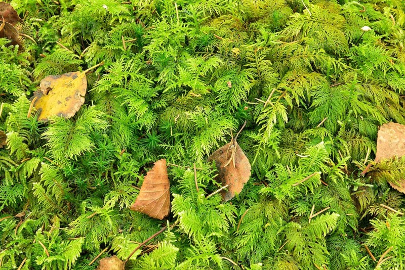 Dried birch leaves on tamarisk thuidium moss