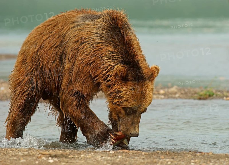 Brown bear