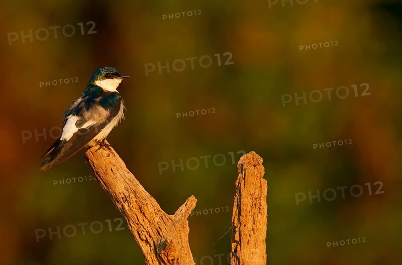 White winged swallow
