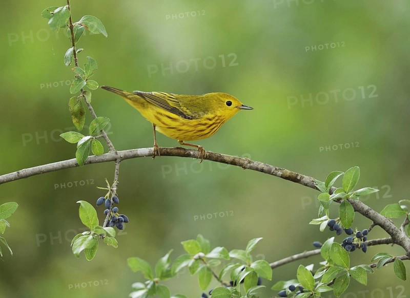 Yellow Warbler