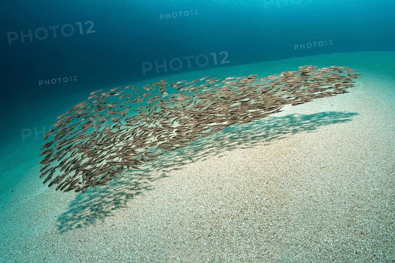 Swarm of young Striped eel Catfish