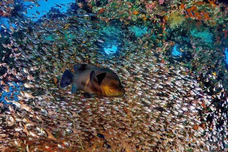 Redmouth Grouper