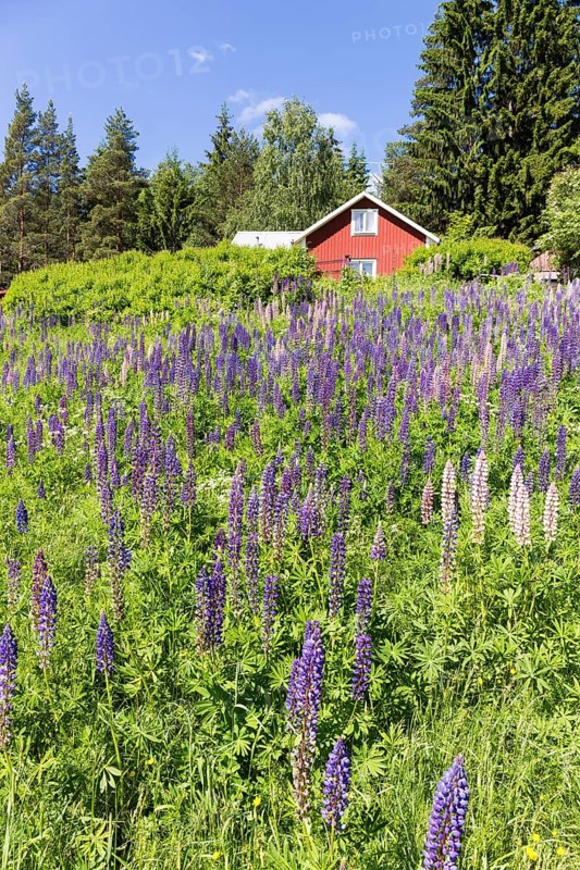 Meadow with lupines
