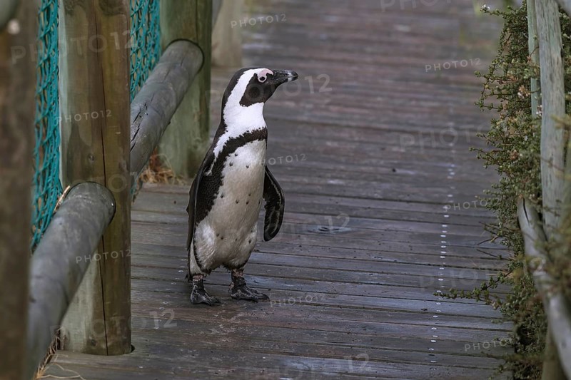 Black footed penguin