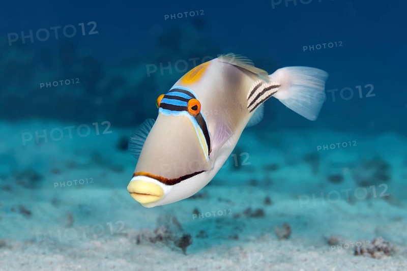 Arabian Picasso triggerfish