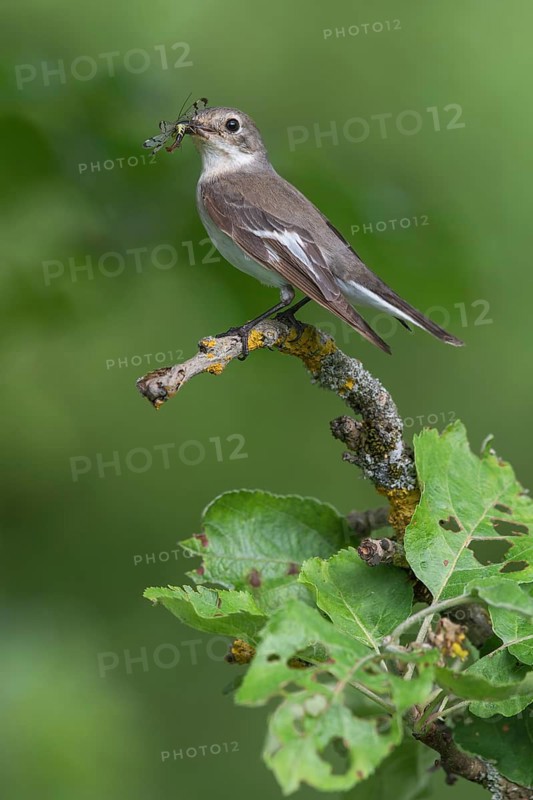Collared flycatcher